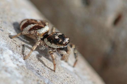 Réf. 179 583 : Salticus scenicus